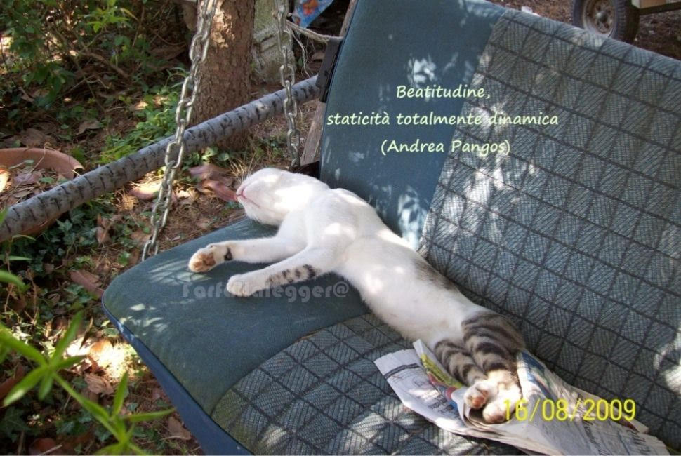 gatto in beatitudine. Citazione di Pangos